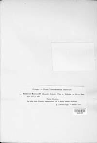 Entyloma arnaudianum image